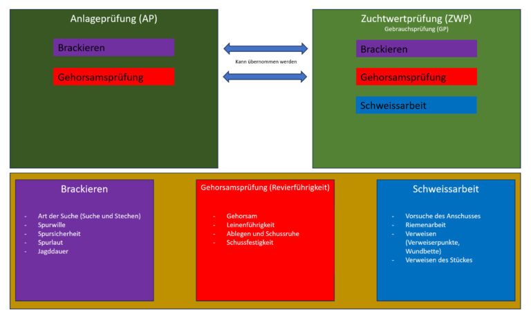 Grafische Übersicht der Prüfungen und Fächer